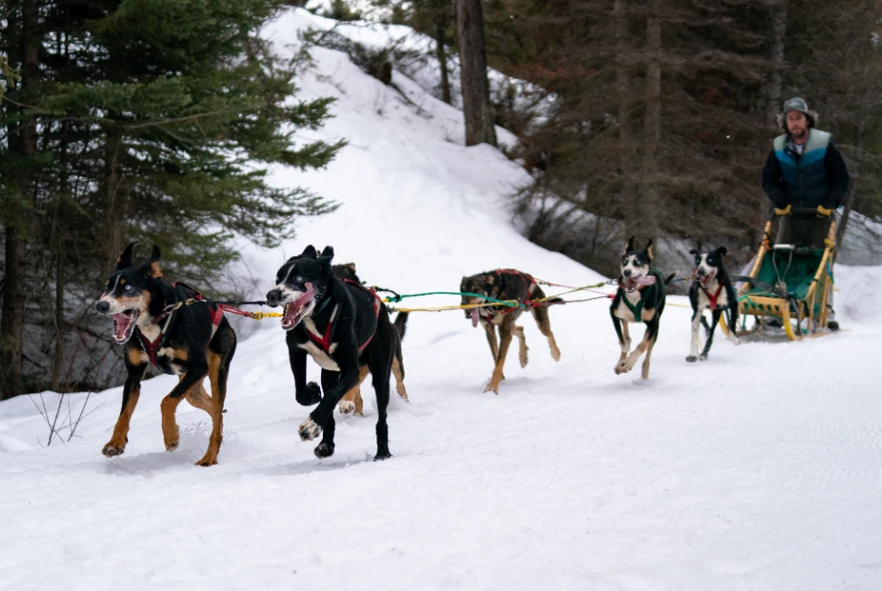 Celebrating the Spirit of Wasilla: Exciting Events and Festivals in the Heart of Alaska